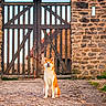 dog, animal, pet, outdoor, cobblestone, gate, wooden_gate, stone_wall, architecture, nature, greenery, path, sitting, guard, canine, fur, portrait, daylight, vintage, rustic