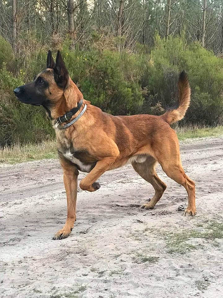 Masaï participe au concours pour gagner de l'argent avec cette photo : ancient_dog_breeds, canidae, carnivore, collar, companion_dog, dog, dog_breed, dog_collar, dog_supply, fawn, hunting_dog, liver, plant, snout, sporting_group, tail, terrestrial_animal, tree, working_animal, working_dog