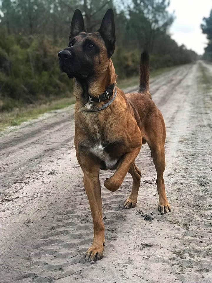 Masaï participe au concours pour gagner de l'argent avec cette photo : ancient_dog_breeds, canidae, carnivore, collar, dog, dog_breed, dog_collar, dog_supply, fawn, hunting_dog, liver, plant, sky, snout, sporting_group, terrestrial_animal, tree, wildlife, working_animal, working_dog