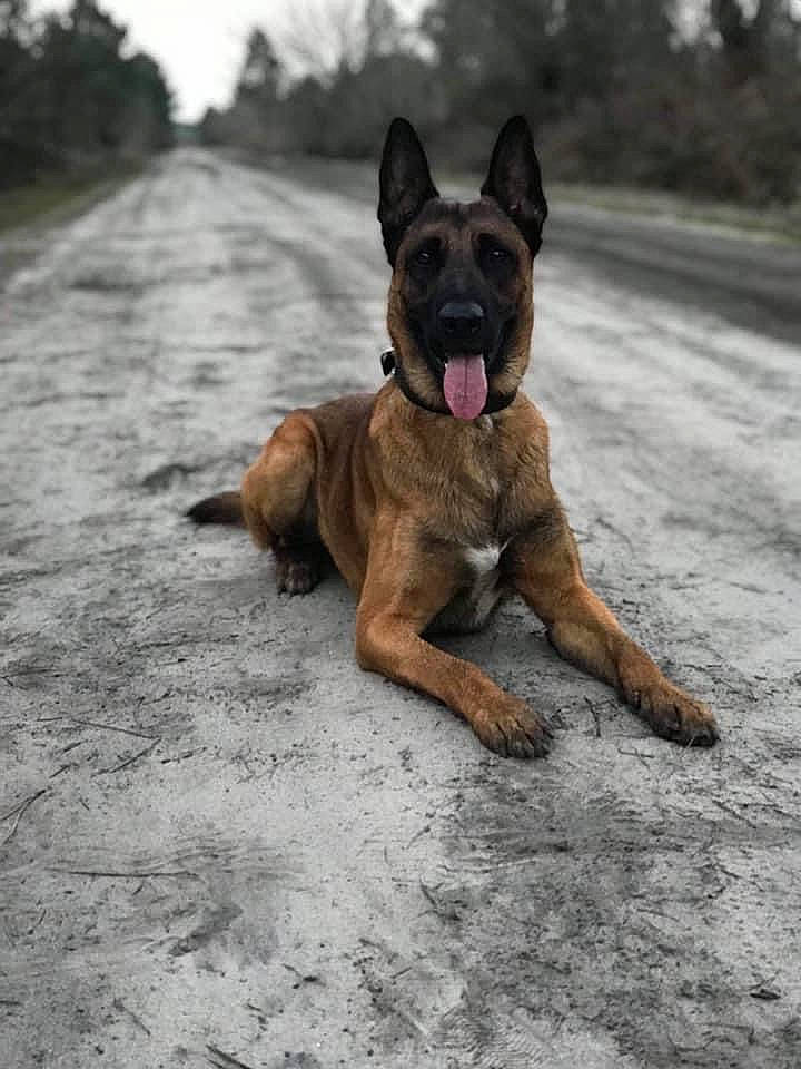 Masaï participe au concours pour gagner de l'argent avec cette photo : ancient_dog_breeds, bulldog, canidae, carnivore, companion_dog, dog, dog_breed, dog_collar, fawn, grass, molosser, non_sporting_group, road_surface, sky, snout, sporting_group, terrestrial_animal, tree, working_dog, wrinkle