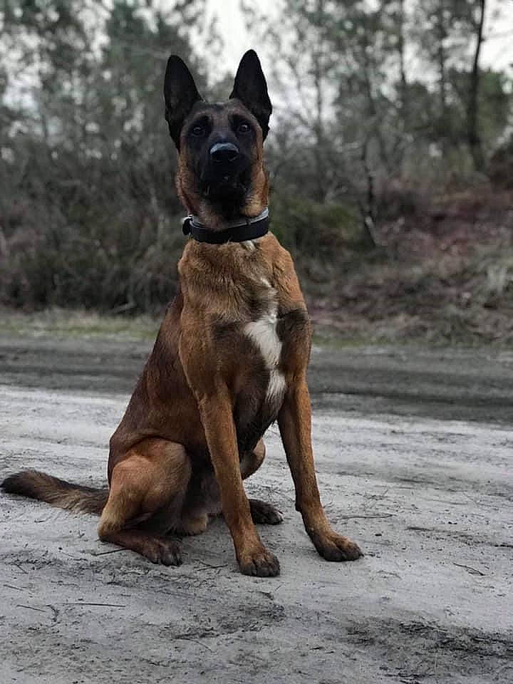 Masaï participe au concours pour gagner de l'argent avec cette photo : brown, canidae, canis_panther, carnivore, collar, companion_dog, dog, dog_breed, dog_collar, fawn, liver, plant, sky, snout, sporting_group, terrestrial_animal, tree, whiskers, working_animal, working_dog