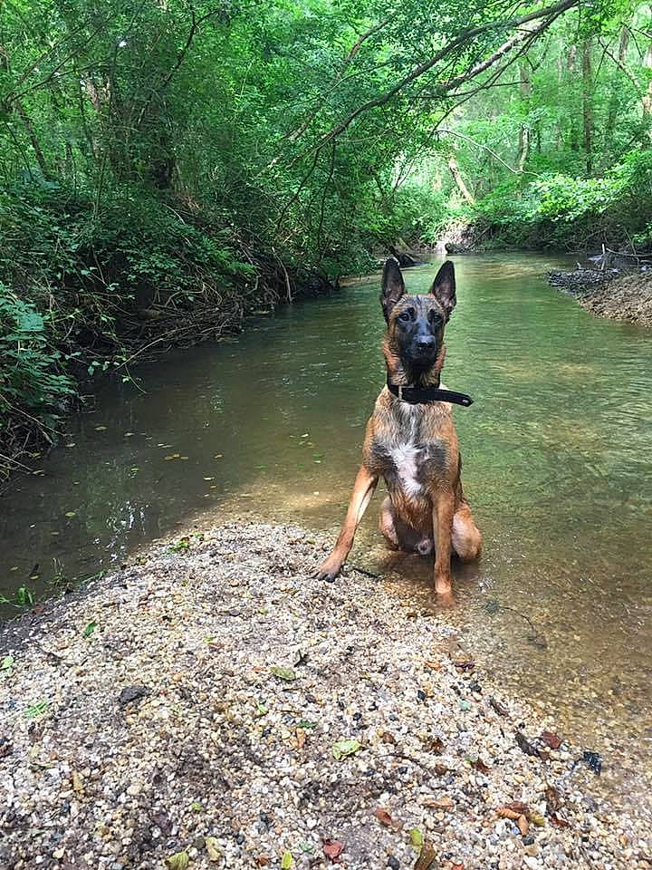 Masaï a rejoint le concours — aidez-le/la à gagner de superbes lots ! bank, carnivore, companion_dog, creek, dog, dog_breed, fawn, fluvial_landforms_of_streams, forest, grass, lake, natural_landscape, plant, recreation, riparian_zone, stream, tail, tree, water, working_animal
