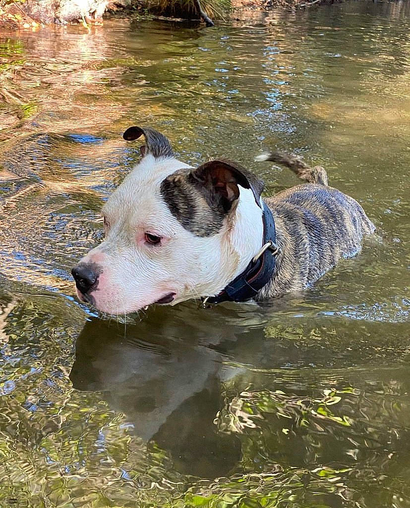 Prime participe au concours pour gagner de l'argent avec cette photo : canidae, carnivore, companion_dog, dog, dog_breed, dog_collar, fawn, grass, lake, liquid, non_sporting_group, plant, reflection, snout, sporting_group, tail, terrestrial_animal, water, working_animal, working_dog