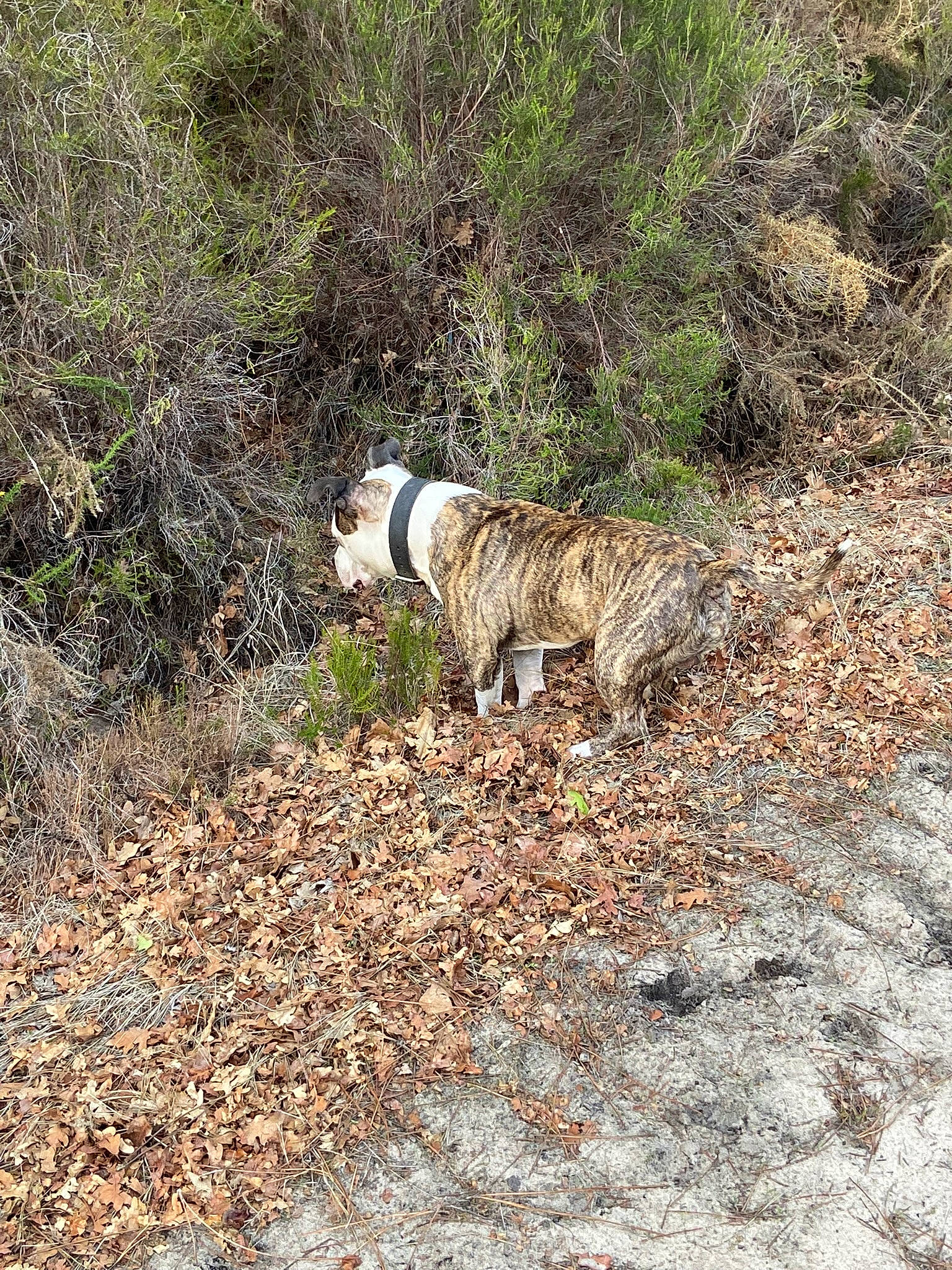 Prime participe au concours pour gagner de l'argent avec cette photo : canidae, carnivore, companion_dog, dog, dog_breed, forest, grass, groundcover, herding_dog, landscape, plant, rock, soil, sporting_group, tail, terrestrial_animal, trail, walking, water_dog, woodland