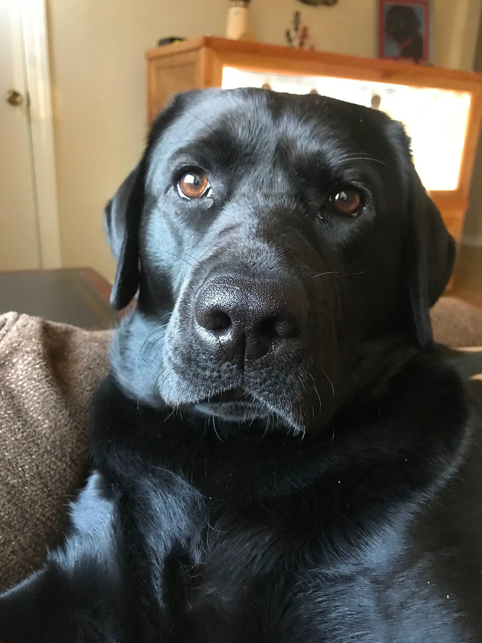 Buca is registered to the contest to win money with this photo: beagador, borador, canidae, carnivore, dog, dog_breed, flat_coated_retriever, fur, hunting_dog, labrador_retriever, mammal, nose, patterdale_terrier, pointing_breed, retriever, snout, sporting_group, whiskers