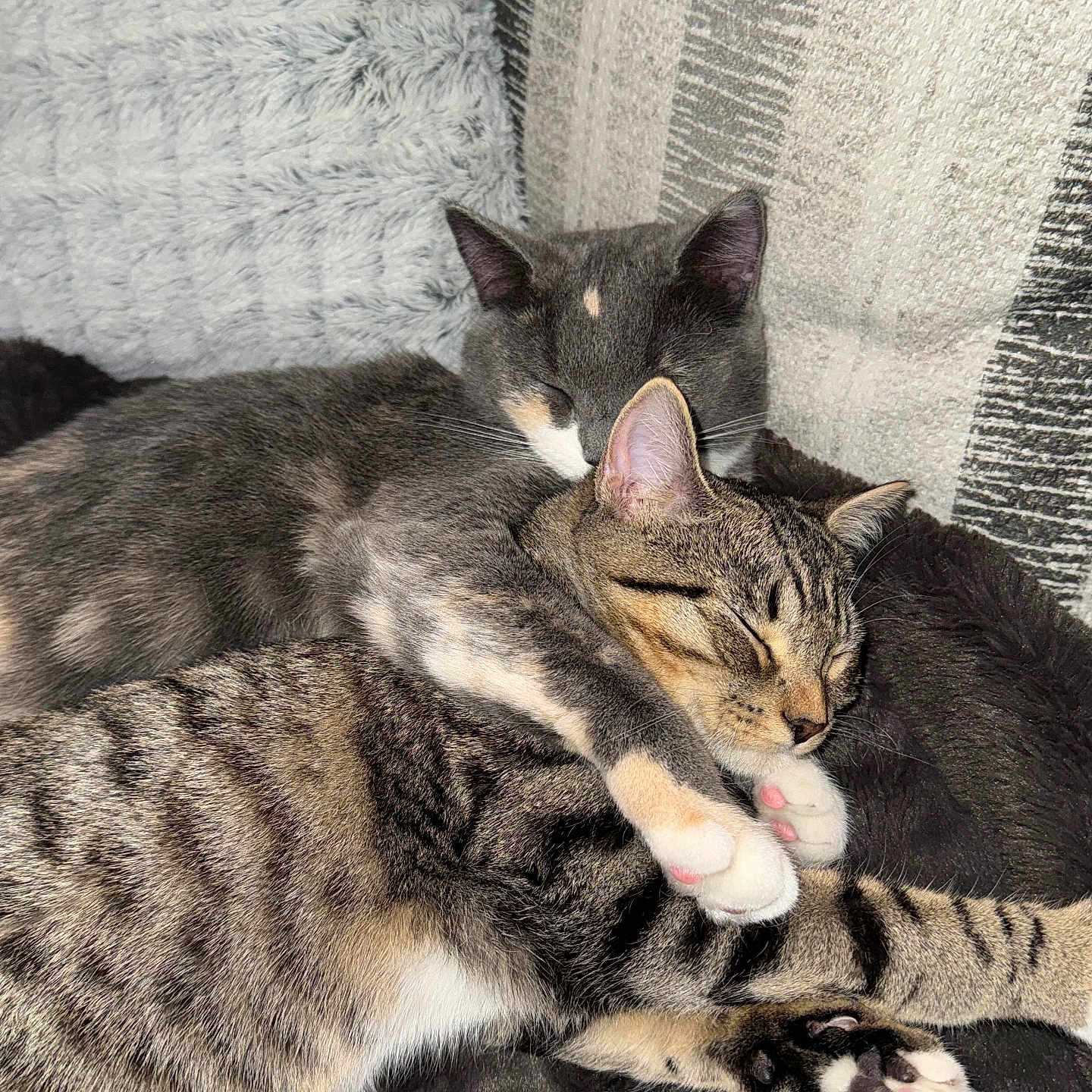 Coco And Chanel