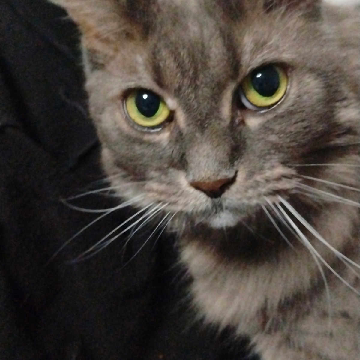 Princess is registered to the contest to win money with this photo: animal, cat, close_up, curious, cute, dark_background, domestic_cat, face, feline, fur, gray_tabby, indoor, looking, mammal, pets, portrait, soft, whiskers, whiskers_visible, yellow_eyes