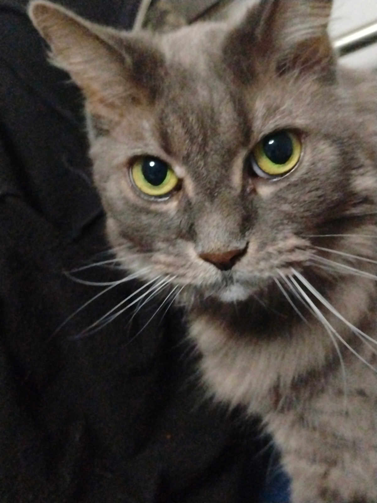 Princess is registered to the contest to win money with this photo: cat, close_up, gray_tabby, yellow_eyes, whiskers, fur, pets, animal, mammal, cute, curious, face, portrait, indoor, feline, looking, soft, dark_background, whiskers_visible, domestic_cat