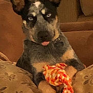 Ozzie joined the competition — help win amazing prizes! dog, blue_heeler, rope_toy, couch, pillow, indoor, pet, animal, canine, ears, tongue, fur, sitting, relaxed, home, domestic, comfort, cute, playful, resting