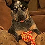 dog, blue_heeler, rope_toy, couch, pillow, indoor, pet, animal, canine, ears, tongue, fur, sitting, relaxed, home, domestic, comfort, cute, playful, resting