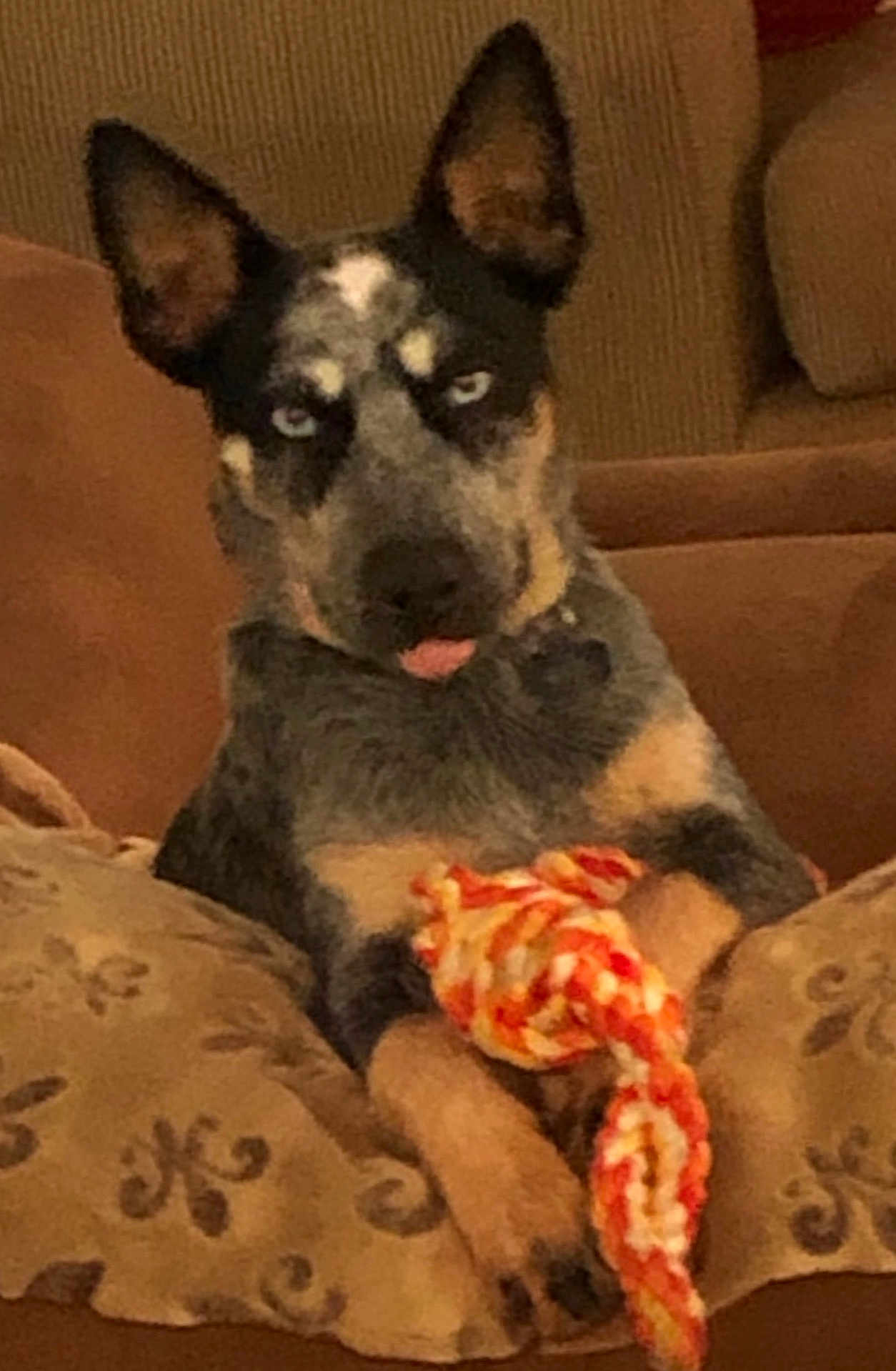 Ozzie joined the competition — help win amazing prizes! dog, blue_heeler, rope_toy, couch, pillow, indoor, pet, animal, canine, ears, tongue, fur, sitting, relaxed, home, domestic, comfort, cute, playful, resting