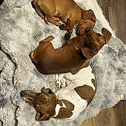Archie Stump Diezel joined the competition — help win amazing prizes! dog, dachshund, pet, two_dogs, sleeping, curled_up, blanket, fur, cozy, indoor, hardwood_floor, brown, white_spots, ears, paws, resting, companion, cute, nose, snuggle