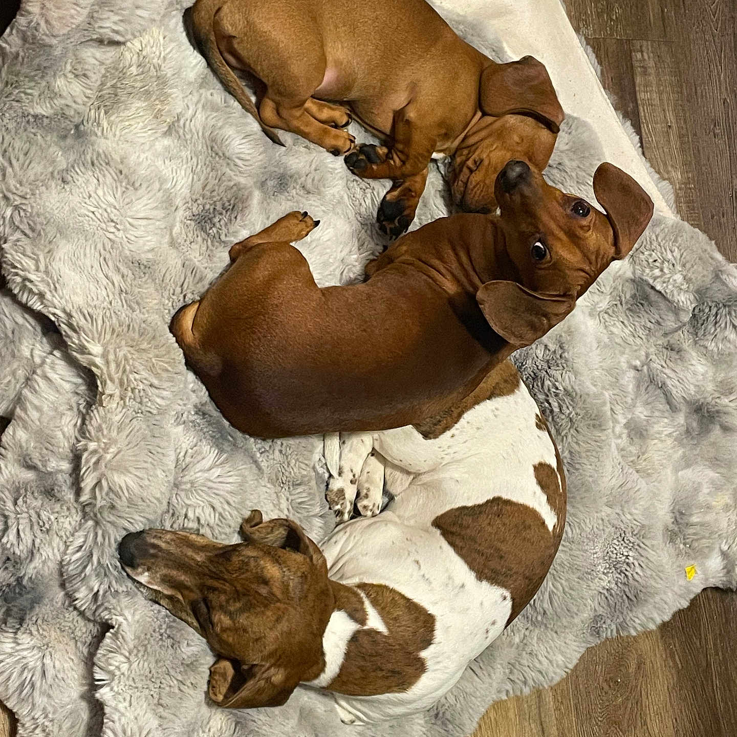 Archie Stump Diezel joined the competition — help win amazing prizes! blanket, brown, companion, cozy, curled_up, cute, dachshund, dog, ears, fur, hardwood_floor, indoor, nose, paws, pet, resting, sleeping, snuggle, two_dogs, white_spots