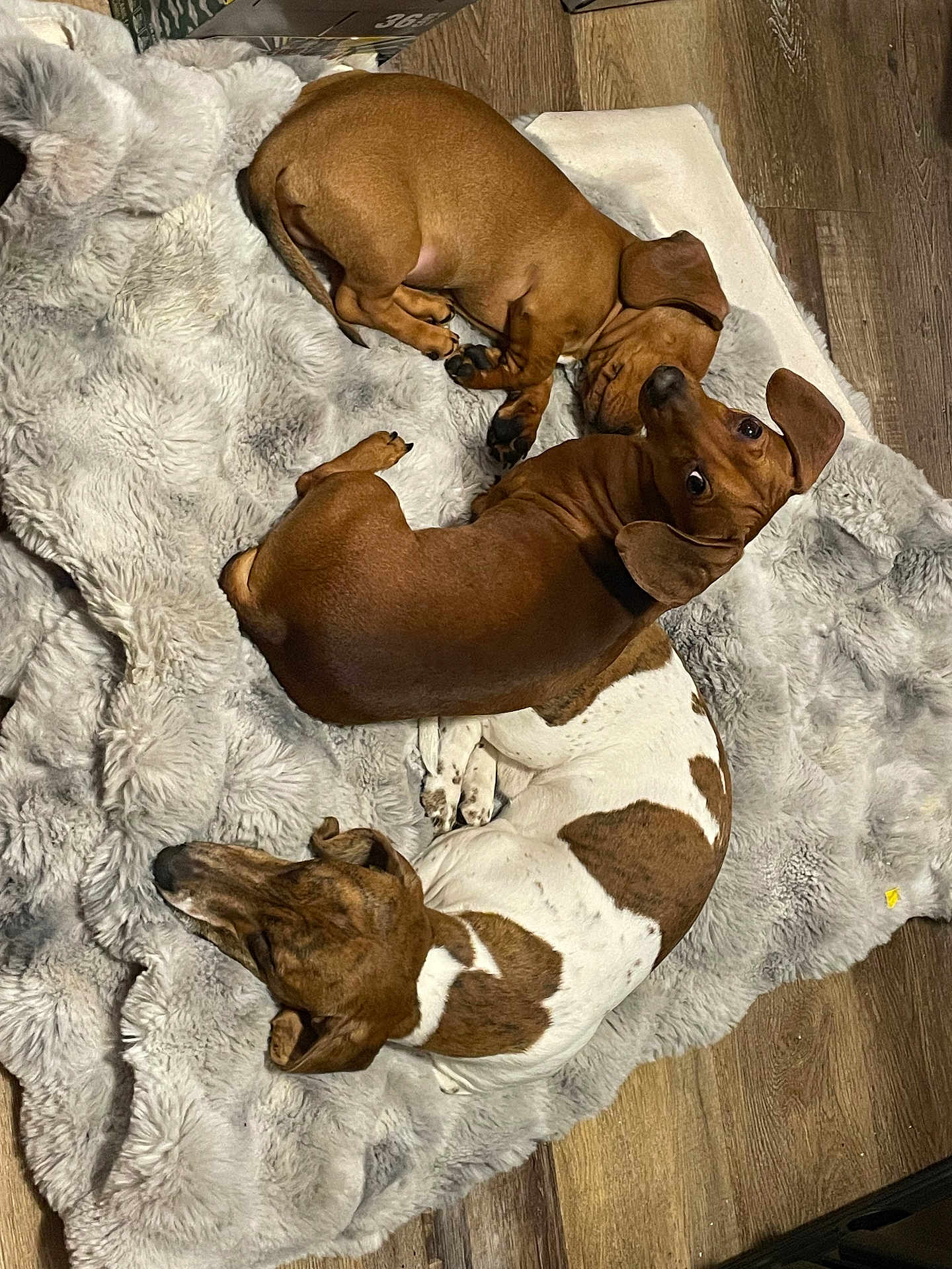 Archie Stump Diezel joined the competition — help win amazing prizes! dog, dachshund, pet, two_dogs, sleeping, curled_up, blanket, fur, cozy, indoor, hardwood_floor, brown, white_spots, ears, paws, resting, companion, cute, nose, snuggle
