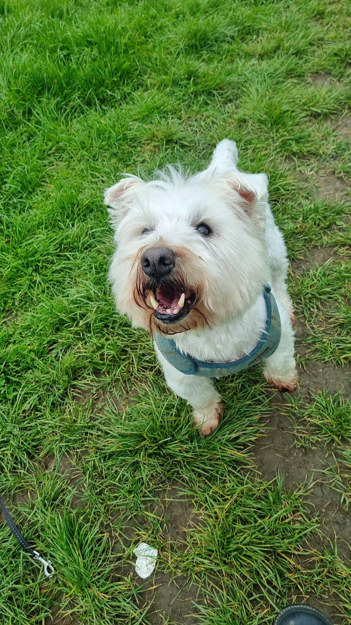 Saji is registered to the contest to win money with this photo: ancient_dog_breeds, canidae, carnivore, companion_dog, dog, dog_breed, dog_supply, fang, grass, non_sporting_group, plant, puppy, small_terrier, smile, snout, sporting_group, terrier, toy_dog, working_dog