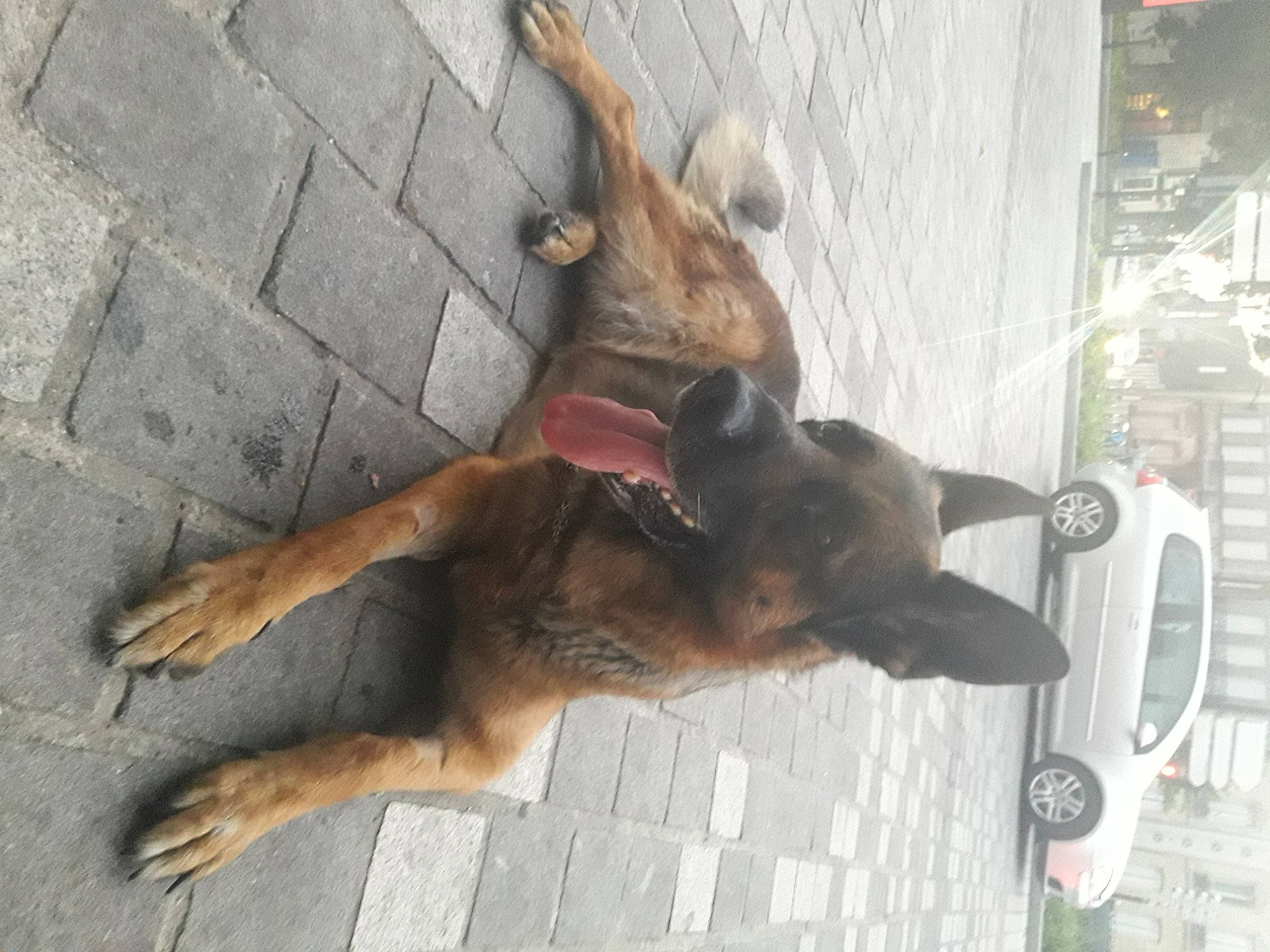 Lasco a rejoint le concours — aidez-le/la à gagner de superbes lots ! alloy_wheel, auto_part, automotive_lighting, automotive_parking_light, automotive_tire, carnivore, dog, dog_breed, fawn, fender, fur, german_shepherd_dog, glass, old_german_shepherd_dog, paw, rim, sidewalk, snout, sporting_group, vehicle_door