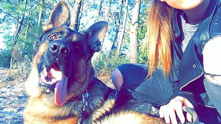 Lasco a rejoint le concours — aidez-le/la à gagner de superbes lots ! canidae, carnivore, companion_dog, dog, dog_breed, east_european_shepherd, fur, german_shepherd_dog, guard_dog, herding_dog, human, interaction, king_shepherd, old_german_shepherd_dog, police_dog, snout, sporting_group, vertebrate, working_animal, working_dog