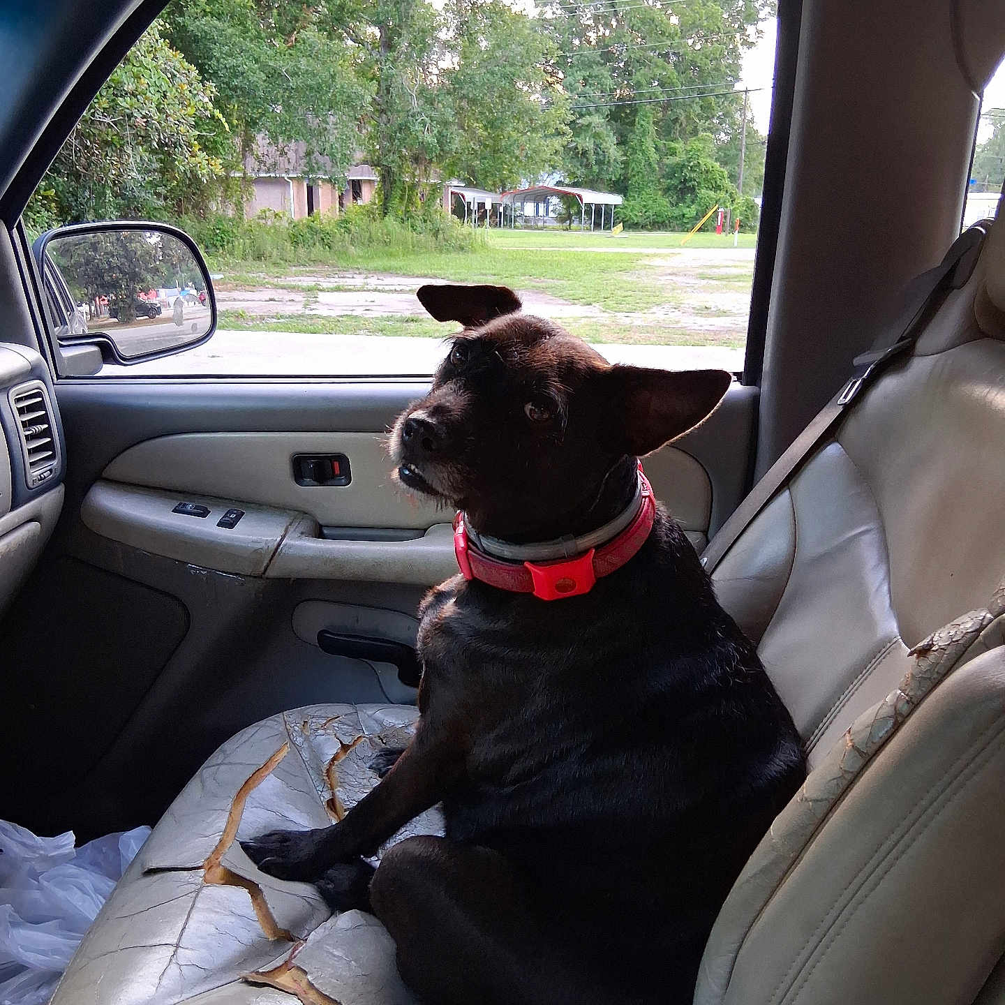 Tweak joined the competition — help win amazing prizes! animal, black_dog, car_interior, car_seat, cracked_leather, curious, daylight, dog, domestic_animal, greenery, leather_seat, outdoor, pet, red_collar, seatbelt, side_mirror, sitting, trees, vehicle, window