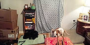 Tweak joined the competition — help win amazing prizes! black_dog, books, bookshelf, brown_spots, cardboard_boxes, cozy, curtain, decor, dog, floor_mat, furniture, indoor, lamp, living_room, ottoman, pet, picture_frame, table, white_dog, wooden_floor