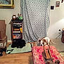 black_dog, books, bookshelf, brown_spots, cardboard_boxes, cozy, curtain, decor, dog, floor_mat, furniture, indoor, lamp, living_room, ottoman, pet, picture_frame, table, white_dog, wooden_floor