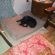 Tweak joined the competition — help win amazing prizes! black_dog, blanket, blue_harness, cozy, curtain, decor, dog, dog_bed, floor_lamp, furniture, home, indoor, living_room, patterned_rug, plug_socket, rug, side_table, tablecloth, wooden_chair, wooden_floor