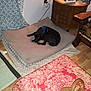 black_dog, blanket, blue_harness, cozy, curtain, decor, dog, dog_bed, floor_lamp, furniture, home, indoor, living_room, patterned_rug, plug_socket, rug, side_table, tablecloth, wooden_chair, wooden_floor