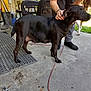 Tweak joined the competition — help win amazing prizes! animal, black_dog, boots, casual_clothing, chair, concrete, dog, footwear, grass, hand, leash, outdoor, person, petting, plastic_chair, porch, red_hat, soda_cans, trees, wicker_chair
