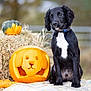 puppy, dog, black_and_white, pumpkin, carved_pumpkin, hay_bale, autumn, fall, outdoor, animal, pet, cute, nature, grass, collar, sitting, portrait, seasonal, decoration, farm