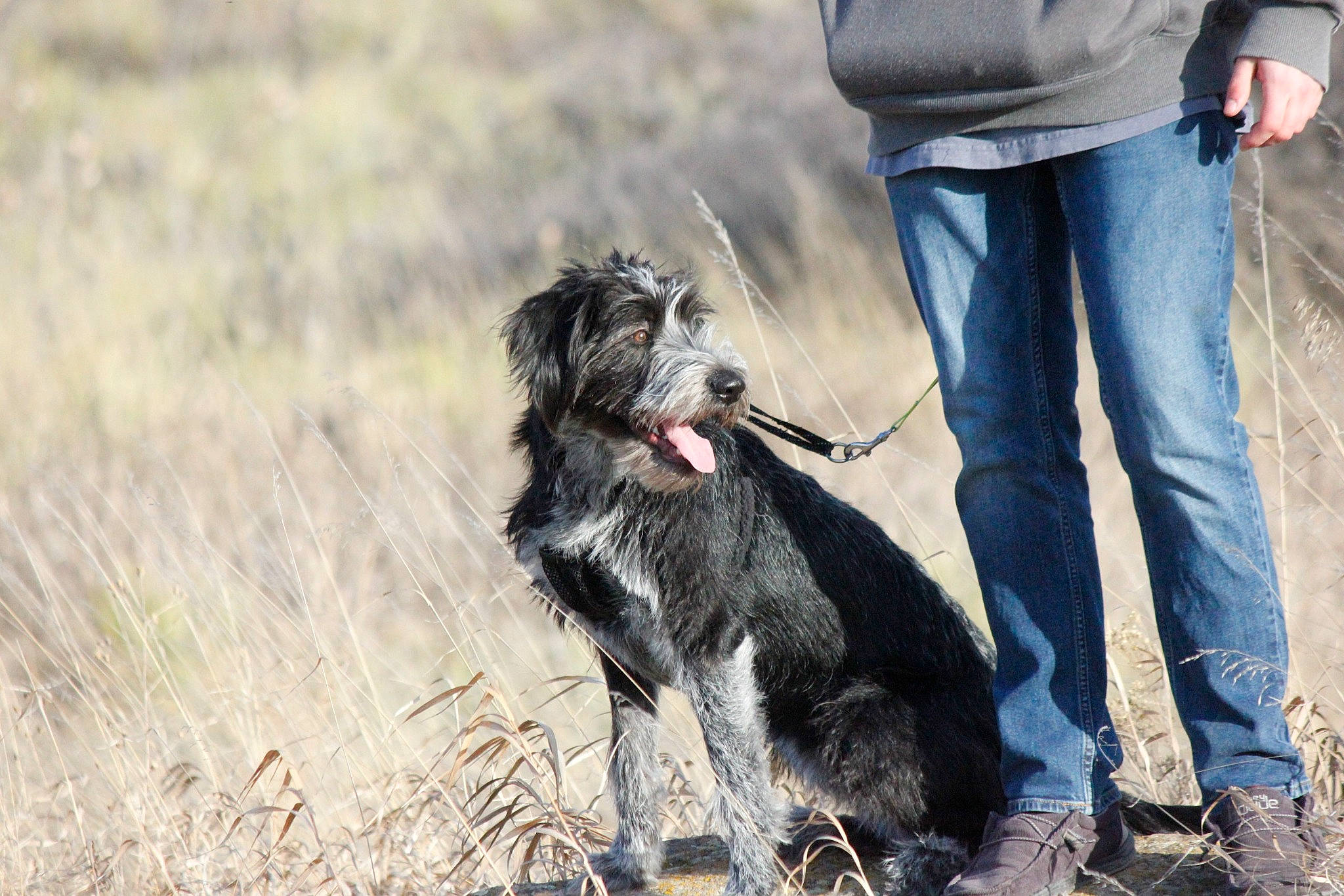 Nora joined the competition — help win amazing prizes! animal_sports, border_collie, canidae, carnivore, companion_dog, denim, dog, dog_breed, dog_sports, dog_walking, fur, herding_dog, jeans, leash, shoe, sneakers, sporting_group, walking, working_animal, working_dog