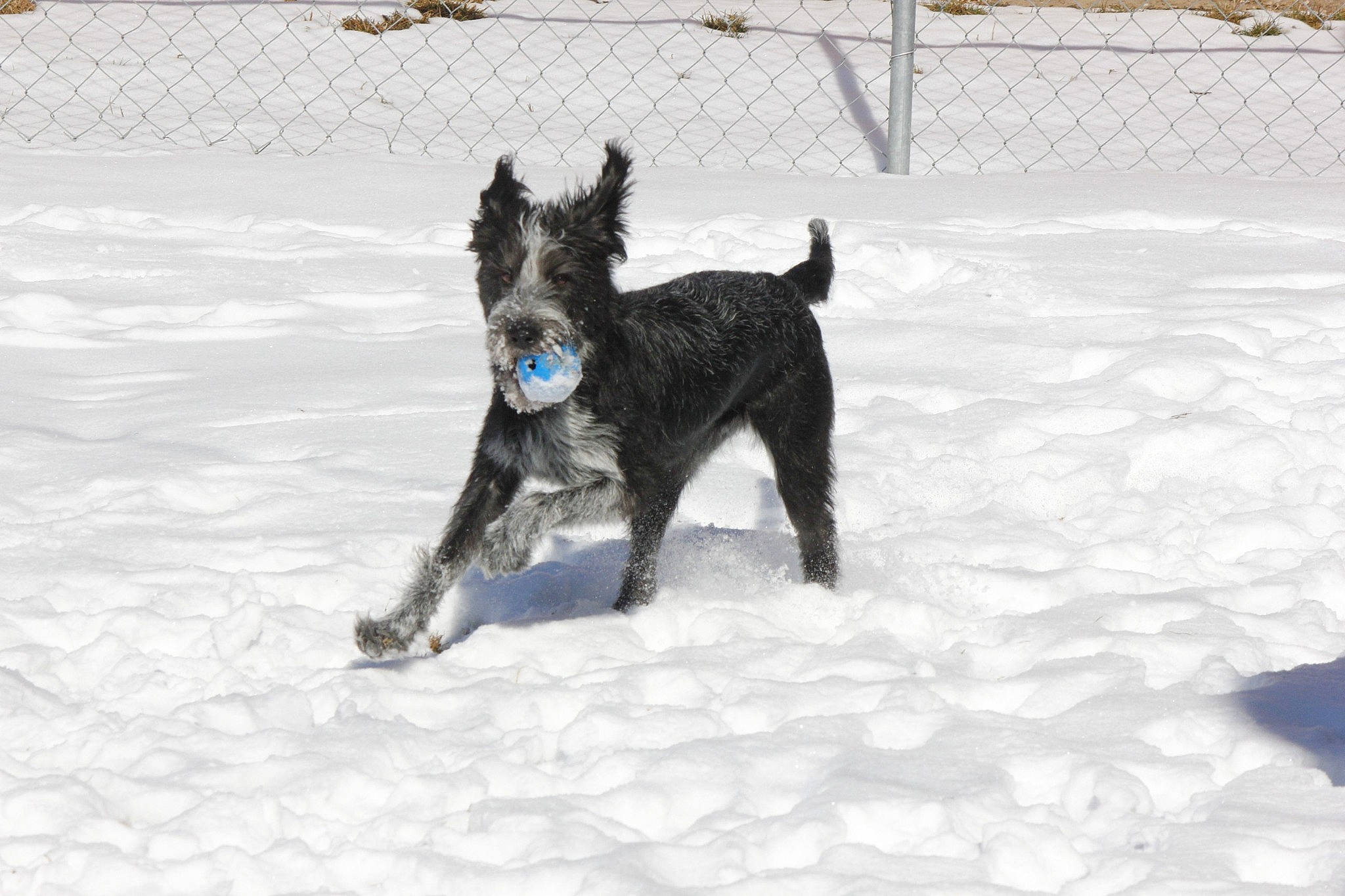 Nora joined the competition — help win amazing prizes! canidae, carnivore, companion_dog, dog, dog_breed, dog_supply, electric_blue, fence, freezing, non_sporting_group, pet_supply, snow, sporting_group, tail, terrier, winter, working_animal, working_dog