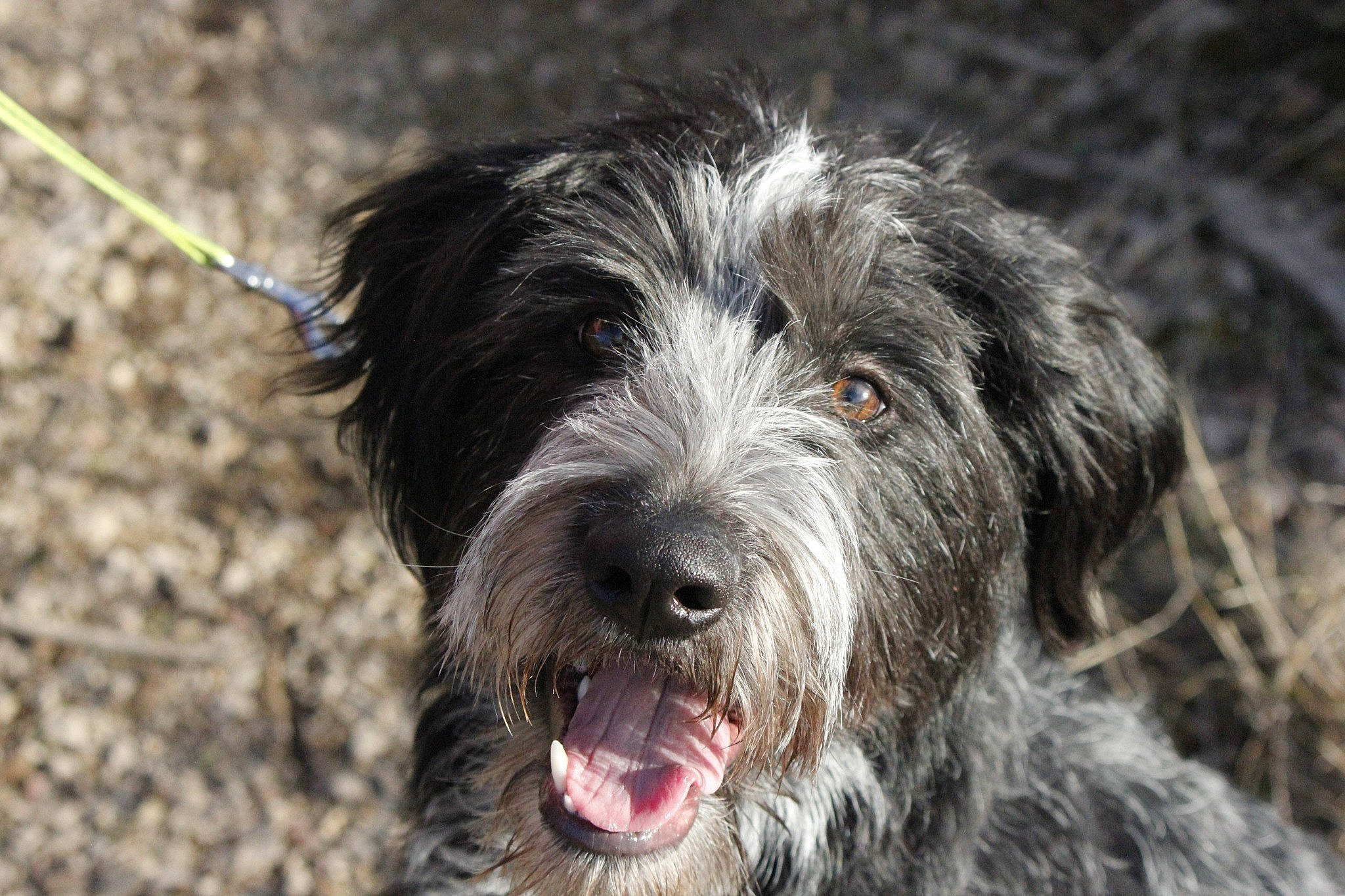 Nora is registered to the contest to win money with this photo: canidae, carnivore, companion_dog, dog, dog_breed, fur, small_terrier, snout, sporting_group, terrier, water_dog, working_animal