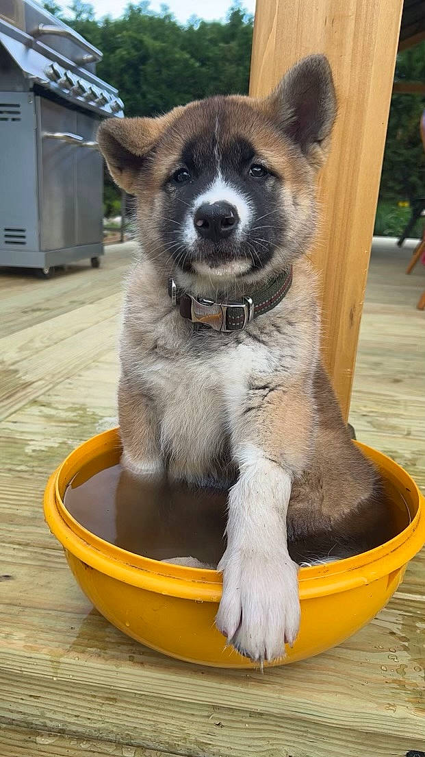 Bailey is registered to the contest to win money with this photo: boat, canidae, carnivore, collar, companion_dog, dog, dog_breed, dog_collar, dog_supply, fawn, fur, pet_supply, plant, snout, sporting_group, tail, terrestrial_animal, whiskers, window, working_animal