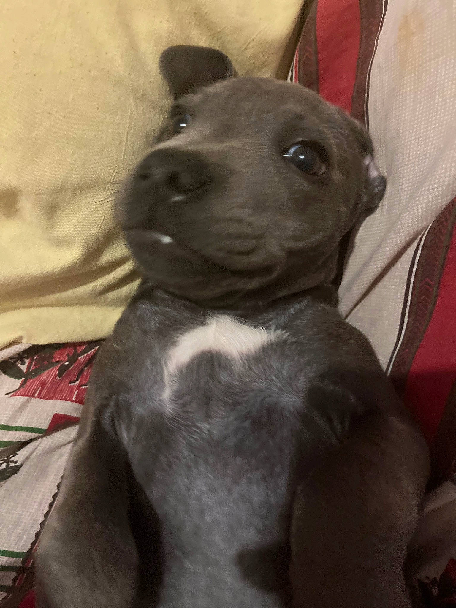 Timal a rejoint le concours — aidez-le/la à gagner de superbes lots ! canidae, carnivore, collar, comfort, companion_dog, dog, dog_breed, ear, fawn, fur, grey, guard_dog, selfie, snout, sporting_group, tail, terrestrial_animal, toy_dog, whiskers, working_animal