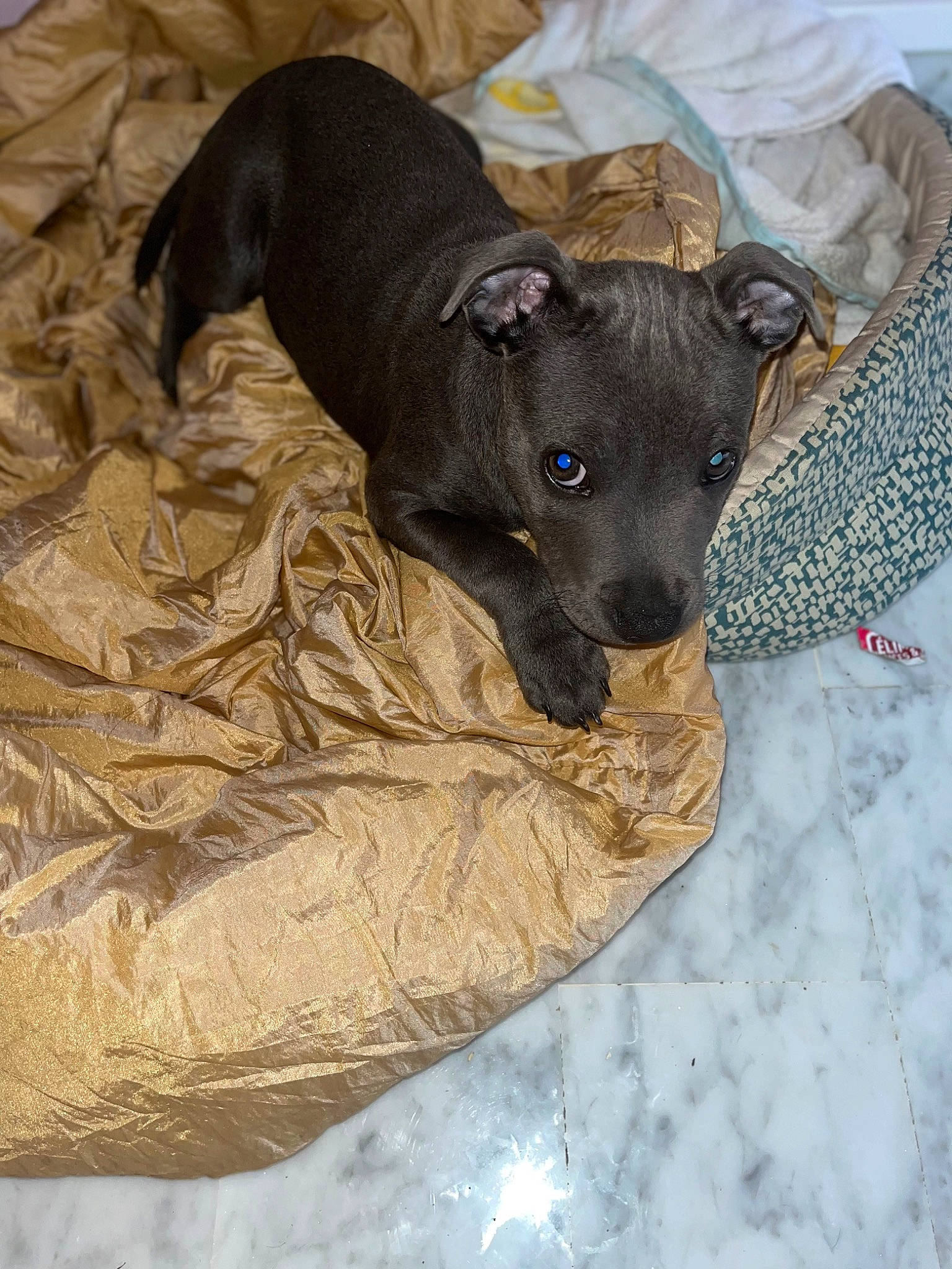 Timal participe au concours pour gagner de l'argent avec cette photo : bed, borador, canidae, carnivore, comfort, companion_dog, dog, dog_breed, dog_supply, fawn, fur, guard_dog, linens, paw, rampur_greyhound, sporting_group, terrier, toy_dog, whiskers, working_animal