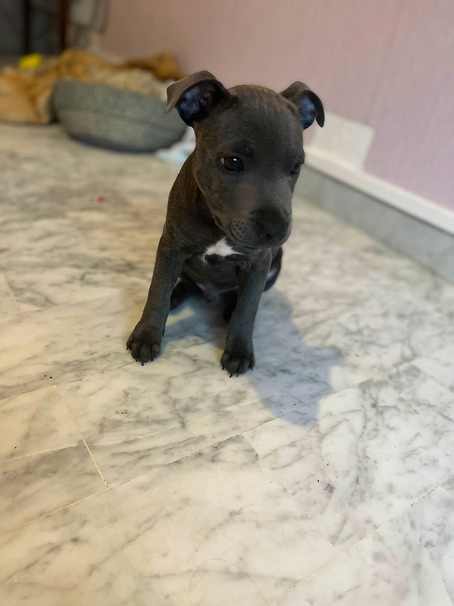 Timal participe au concours pour gagner de l'argent avec cette photo : borador, canidae, carnivore, claw, companion_dog, dog, dog_breed, dog_supply, fawn, flooring, guard_dog, pet_supply, snout, sporting_group, tail, terrestrial_animal, toy, toy_dog, whiskers, working_animal