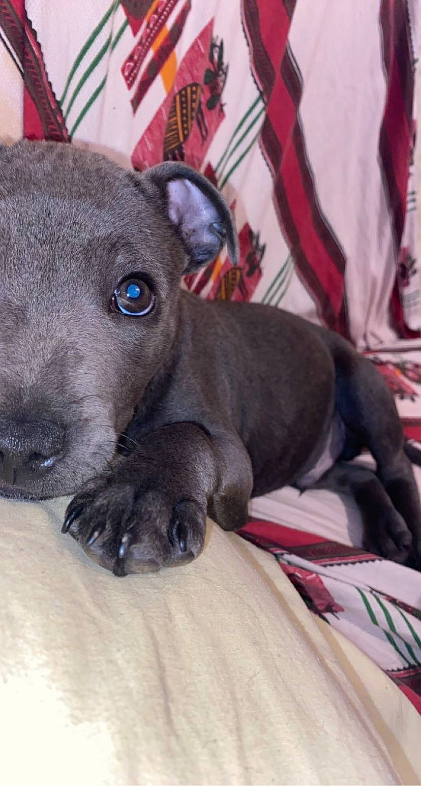 Timal a rejoint le concours — aidez-le/la à gagner de superbes lots ! canidae, carnivore, collar, comfort, companion_dog, corgi_chihuahua, dog, dog_breed, ear, fawn, fur, grey, linens, non_sporting_group, pattern, snout, sporting_group, terrestrial_animal, whiskers, working_animal