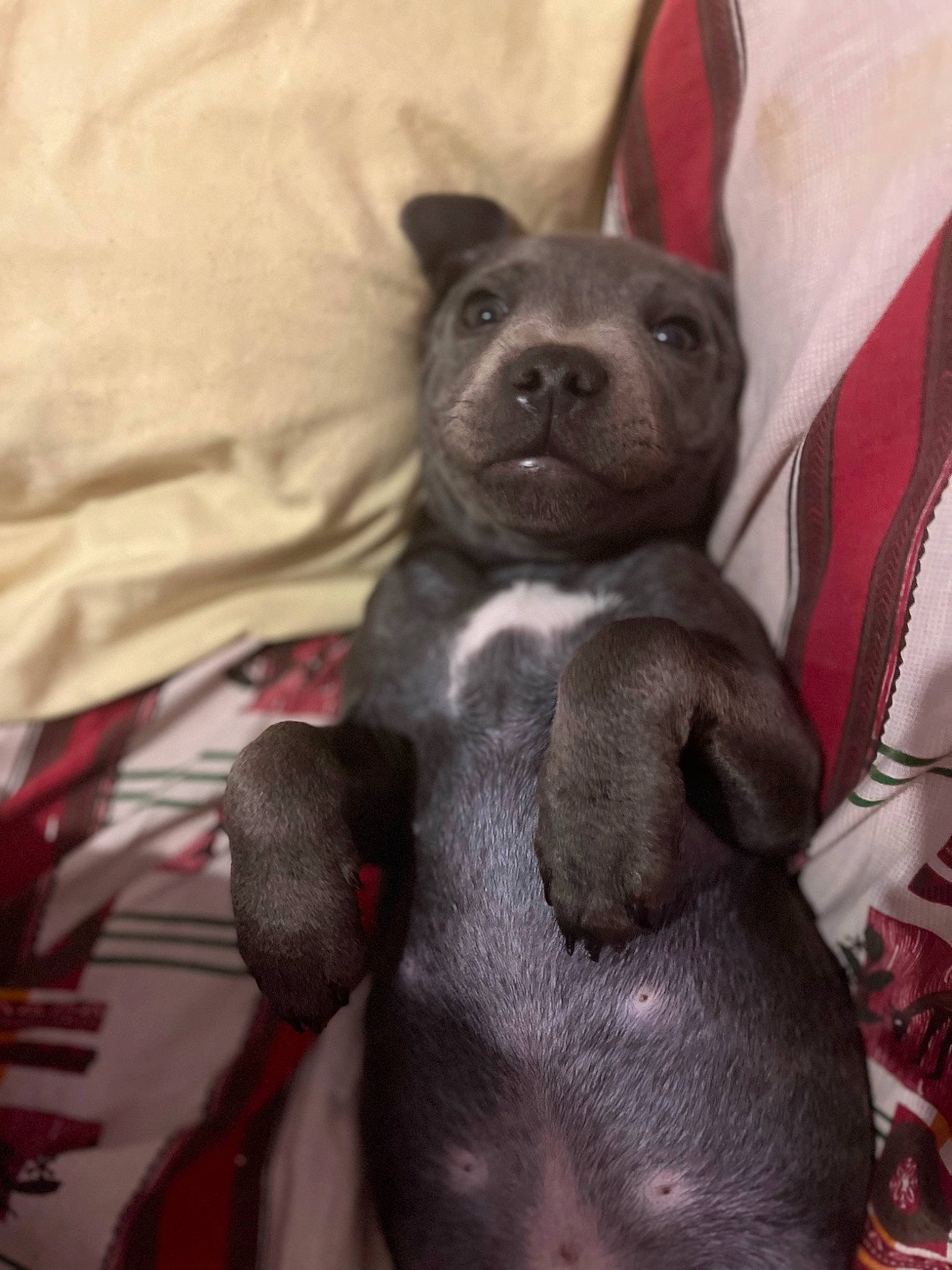 Timal participe au concours pour gagner de l'argent avec cette photo : canidae, carnivore, comfort, companion_dog, corgi_chihuahua, dog, dog_breed, ear, fawn, fur, grey, non_sporting_group, puppy, snout, sporting_group, tie, whiskers, working_animal