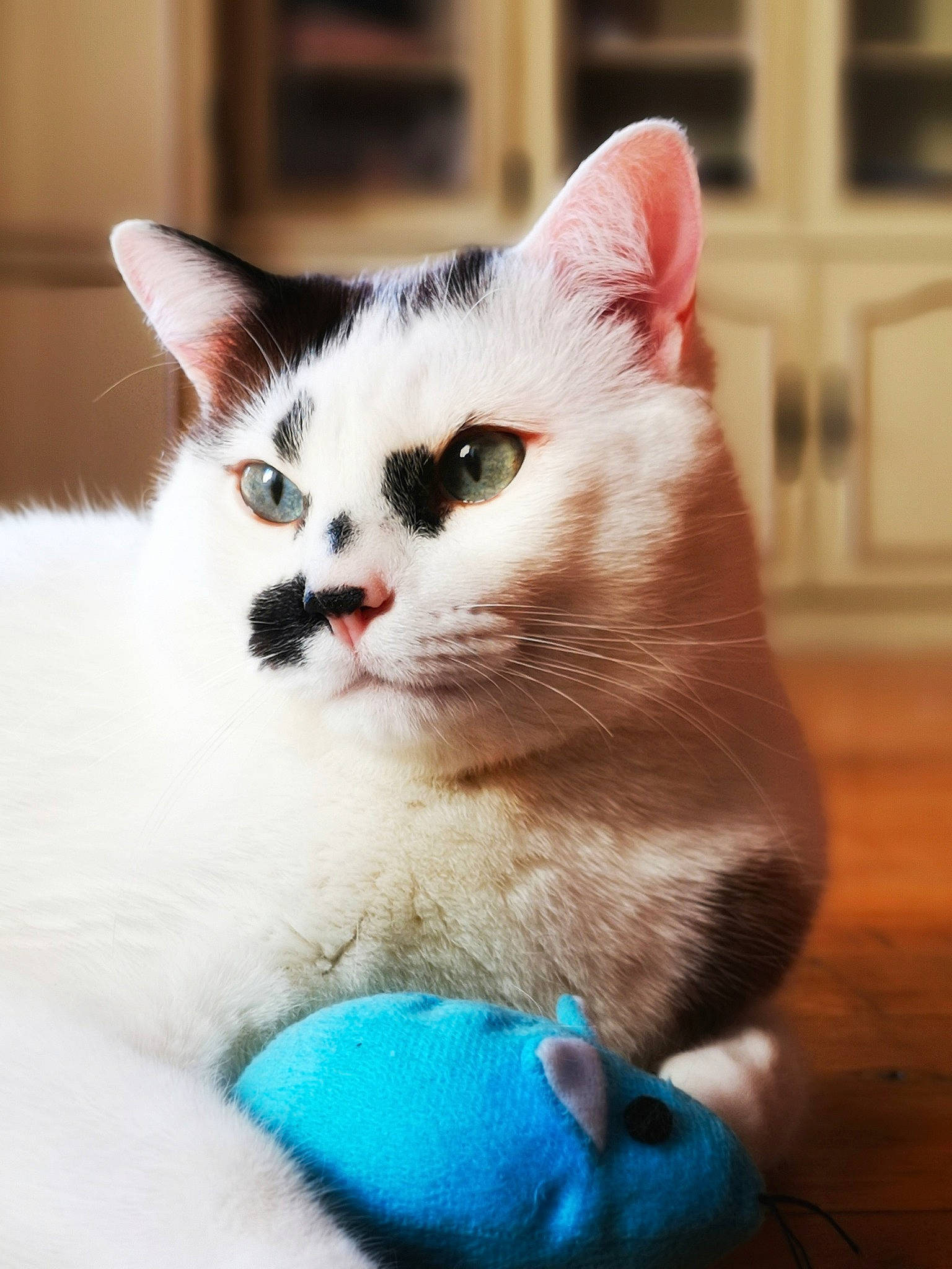 Benito participe au concours pour gagner de l'argent avec cette photo : asian, burmilla, carnivore, cat, colorpoint_shorthair, domestic_short_haired_cat, eye, felidae, khao_manee, kitten, mammal, nose, ojos_azules, ragdoll, small_to_medium_sized_cats, snout, turkish_angora, turkish_van, vertebrate, whiskers