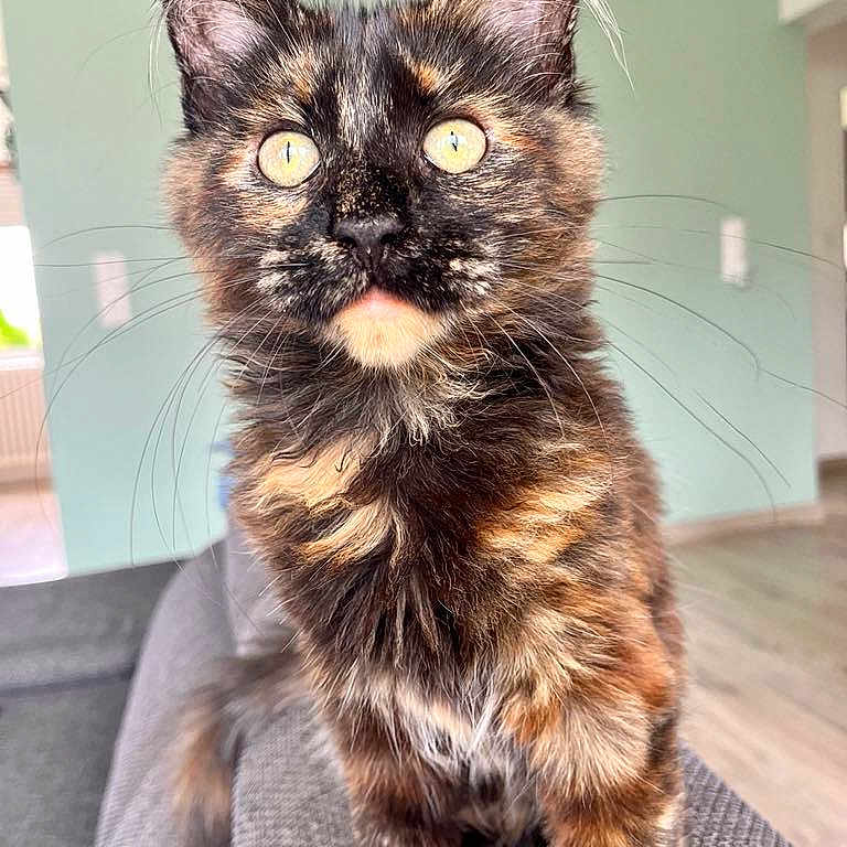 Wendy participe au concours pour gagner de l'argent avec cette photo : abyssinian, angora, animal, brasssection, cat, couch, den, furniture, hardwood, horn, indoors, kitten, manx, musicalinstrument, pet, snout, wood