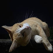Louloup a rejoint le concours — aidez-le/la à gagner de superbes lots ! alone, animal, cat, closeup, cute, dark_background, feline, fur, mammal, night, no_people, orange_cat, outdoor, pet, portrait, relaxed, resting, sleeping, whiskers, white_cat