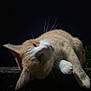 alone, animal, cat, closeup, cute, dark_background, feline, fur, mammal, night, no_people, orange_cat, outdoor, pet, portrait, relaxed, resting, sleeping, whiskers, white_cat