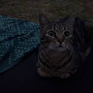 Tug participe au concours pour gagner de l'argent avec cette photo : alert, animal, background, cat, cloth, dark, ears, face, feline, fur, looking_up, night, outdoor, patterned, pet, resting, sitting, tabby, whiskers, wide_eyes