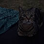 alert, animal, background, cat, cloth, dark, ears, face, feline, fur, looking_up, night, outdoor, patterned, pet, resting, sitting, tabby, whiskers, wide_eyes