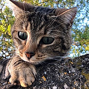 Gri participe au concours pour gagner de l'argent avec cette photo : animal, cat, closeup, curious, daylight, ears, eyes, feline, fur, greenery, moss, nature, outdoor, paw, pet, portrait, stone_wall, tabby, tree, whiskers
