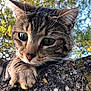 animal, cat, closeup, curious, daylight, ears, eyes, feline, fur, greenery, moss, nature, outdoor, paw, pet, portrait, stone_wall, tabby, tree, whiskers