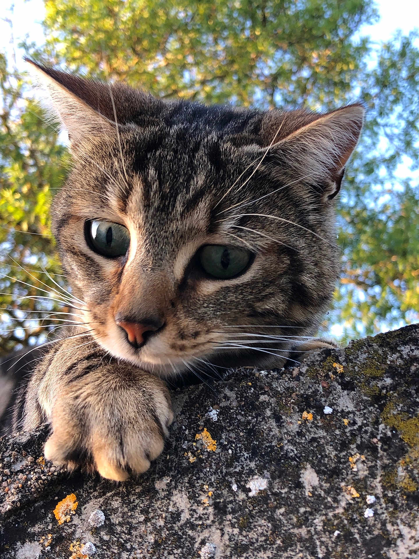 Gri participe au concours pour gagner de l'argent avec cette photo : animal, cat, closeup, curious, daylight, ears, eyes, feline, fur, greenery, moss, nature, outdoor, paw, pet, portrait, stone_wall, tabby, tree, whiskers