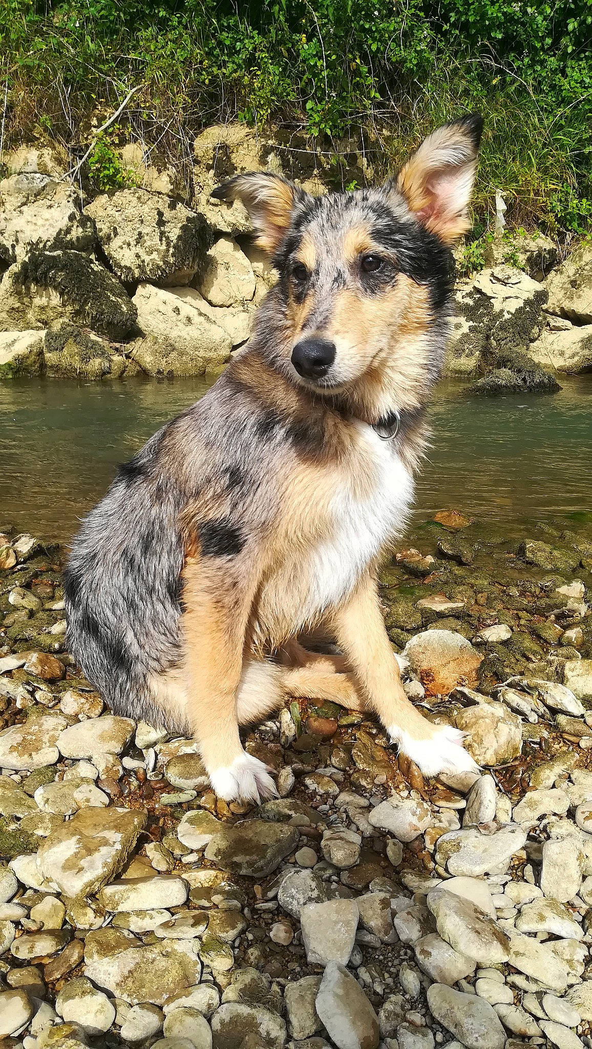 Olaf participe au concours pour gagner de l'argent avec cette photo : canidae, carnivore, dog, dog_breed, fawn, koolie, mammal, rare_breed_dog, texas_heeler, vertebrate, working_dog