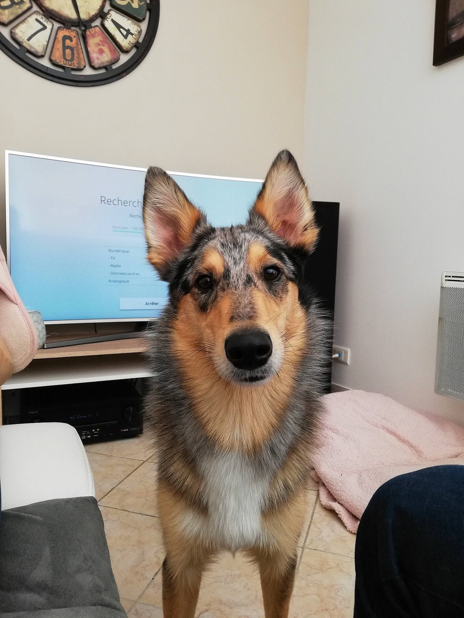 Olaf participe au concours pour gagner de l'argent avec cette photo : canidae, canis, carnivore, czechoslovakian_wolfdog, dog, dog_breed, ear, fawn, german_shepherd_dog, king_shepherd, kunming_wolfdog, mammal, rare_breed_dog, shiloh_shepherd_dog, snout, vertebrate, wolfdog, working_dog