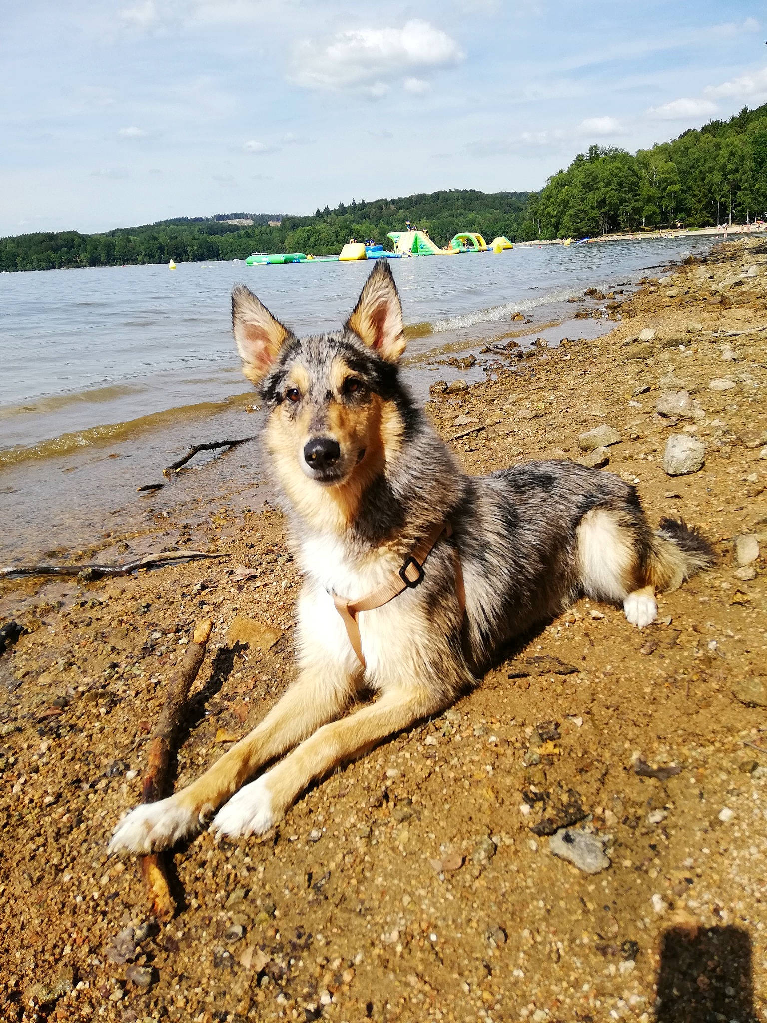Olaf participe au concours pour gagner de l'argent avec cette photo : australian_shepherd, canidae, carnivore, collie, czechoslovakian_wolfdog, dog, dog_breed, east_siberian_laika, koolie, kunming_wolfdog, mammal, native_american_indian_dog, northern_inuit_dog, rare_breed_dog, seppala_siberian_sleddog, siberian_husky, tamaskan_dog, vertebrate, wolfdog, working_dog
