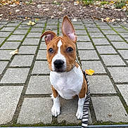 Alba a rejoint le concours — aidez-le/la à gagner de superbes lots ! dog, puppy, brown_and_white, sitting, outdoor, park, playground, pavement, sidewalk, leash, collar, upright_ears, wide_eyes, portrait, pet, animal, trees, leaves, garden, daylight